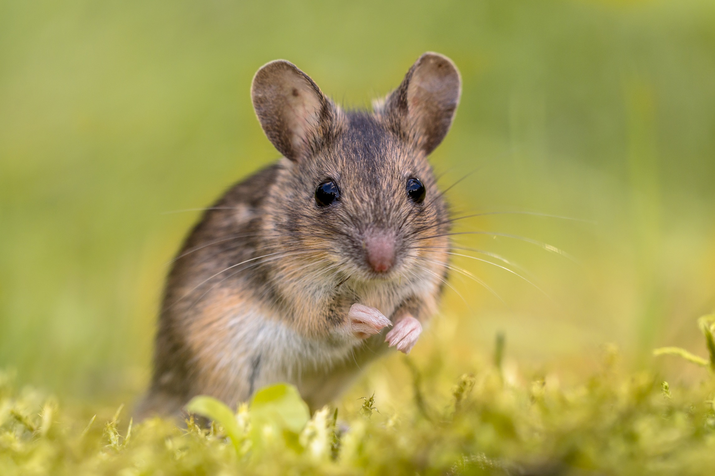 First German patient infected with field mouse virus - healing practice ...