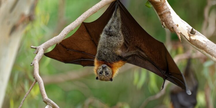 Eine Fledermaus hängt kopfüber an einem Ast.