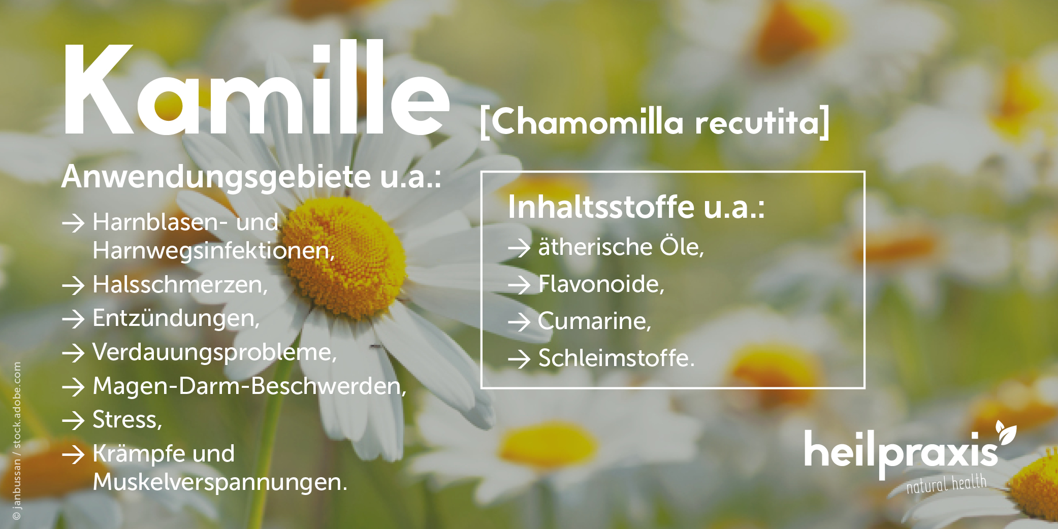 Übersicht der Inhaltsstoffe und Anwendungsgebiete der Kamille