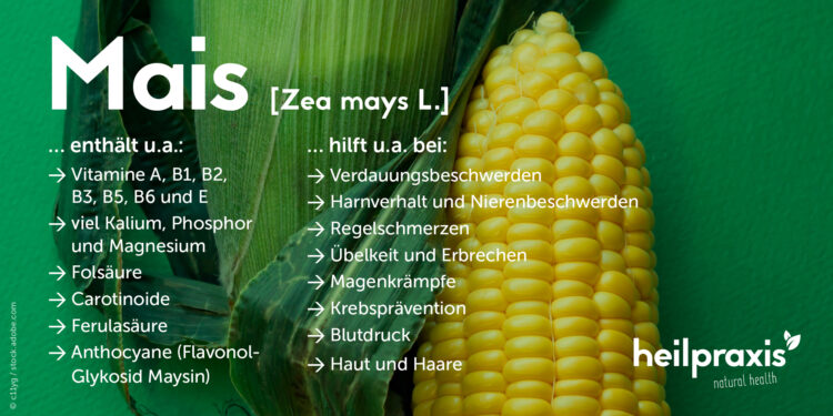 Übersicht der Inhaltsstoffe und Anwendungsgebiete von Mais