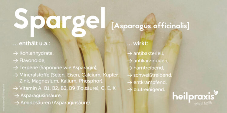 Eine Spargel-Stangen vor weißem Hintergrund.