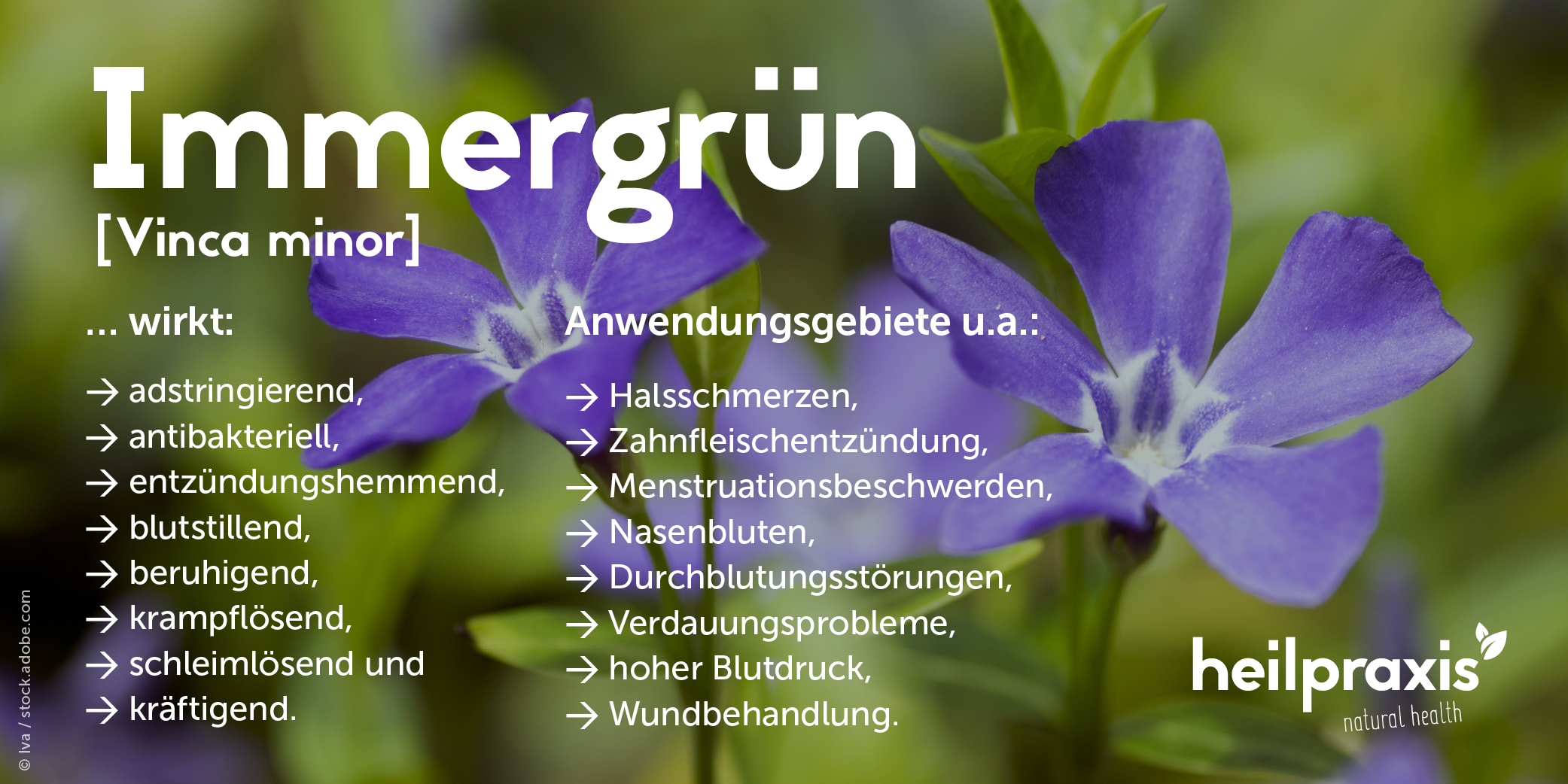 Eine Übersicht über die Wirkungsweise der Pflanze Vinca minor (Immergrün).