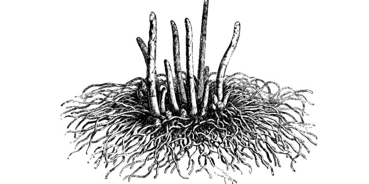 Zeichnung einer Spargelpflanze mit Wurzel.