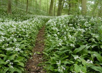 Zahlreiche Bärlauchpflanzen in einem Wald