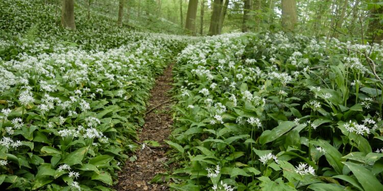 Zahlreiche Bärlauchpflanzen in einem Wald