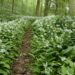 Zahlreiche Bärlauchpflanzen in einem Wald