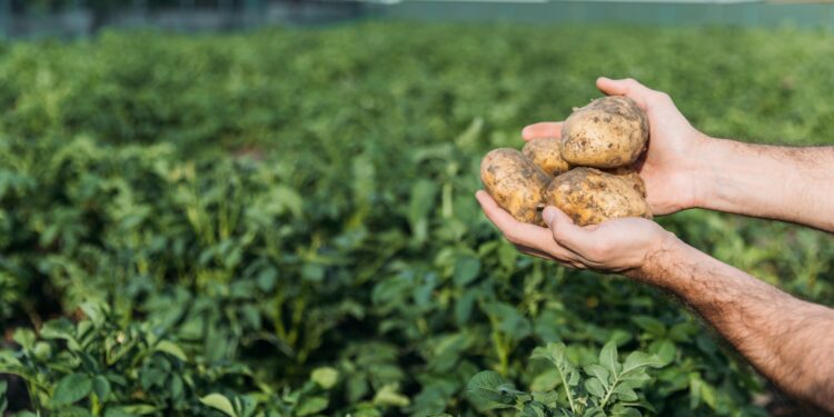 Ein Mann auf einem Kartoffelfeld hält Kartoffeln in seinen Händen.