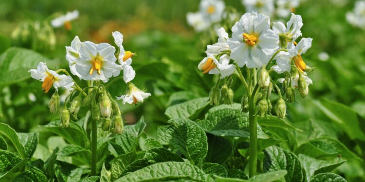 Kartoffelpflanzen in der Blüte.