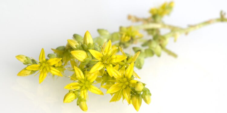 Gelbe Blüten der Scharfen Fetthenne vor weißem Hintergrund