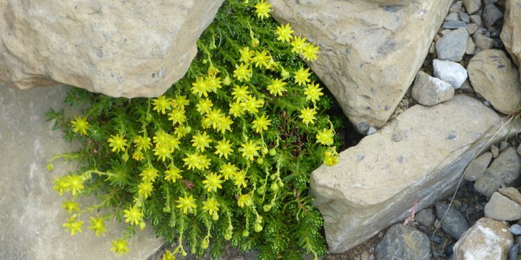 Scharfe Fetthenne mit gelben Blüten wächst zwischen Mauersteinen