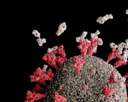 Grafische Darstellung eines Coronavirus, das von Antikörpern angegriffen wird.
