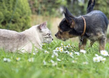 Katze und Hund beschnuppern sich