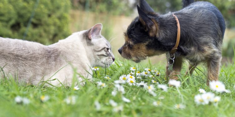 Katze und Hund beschnuppern sich