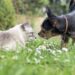 Katze und Hund beschnuppern sich