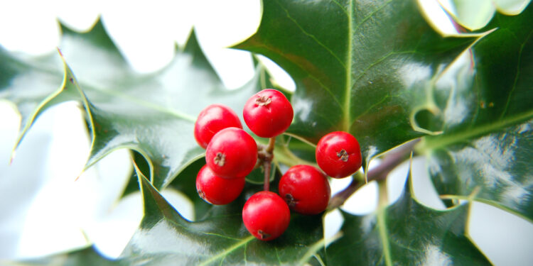 Beeren und Blätter des Ilex