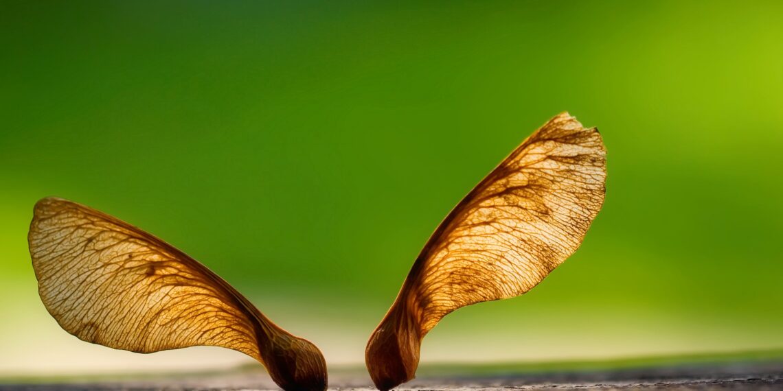Ahorn (Acer) als Heilpflanze: Anwendung und Wirkung – Heilpraxis