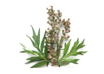 Eine Beifuß-Pflanze (Artemisia vulgaris) vor weißem Hintergrund.