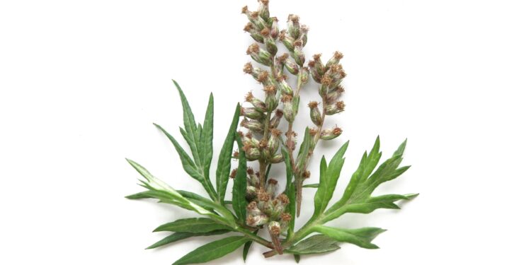Eine Beifuß-Pflanze (Artemisia vulgaris) vor weißem Hintergrund.