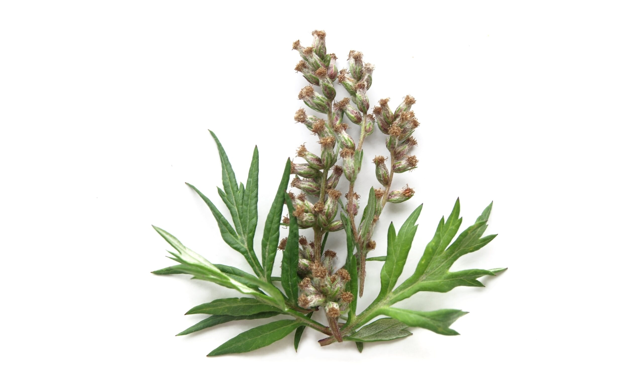 Beifuß (Artemisia vulgaris) – Anwendung und Wirkung – Heilpraxis
