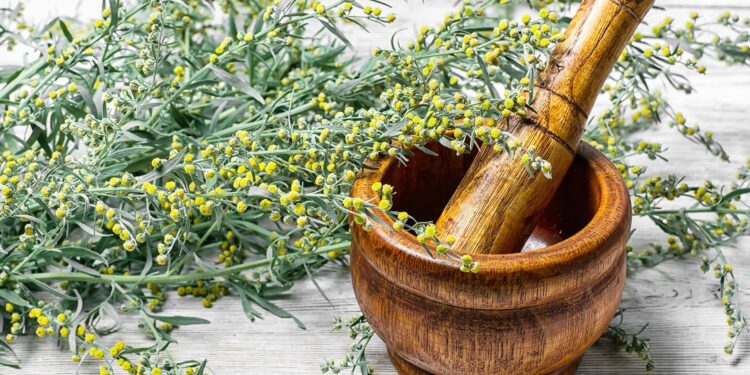 Artemisia pflanze - Die qualitativsten Artemisia pflanze auf einen Blick
