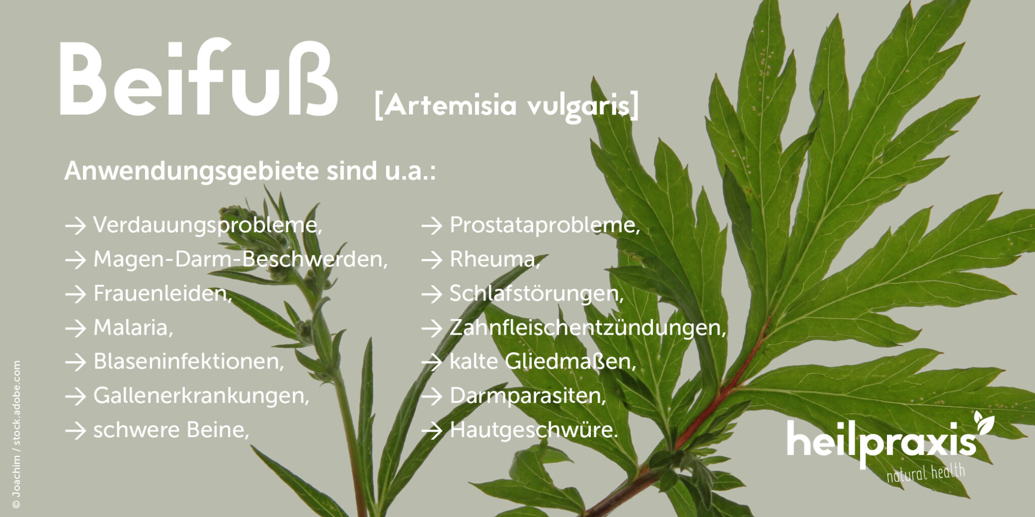 Beifuß (Artemisia vulgaris) Anwendung und Wirkung Heilpraxis