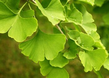 Hellgrüne Blätter des Ginkgo-Baumes