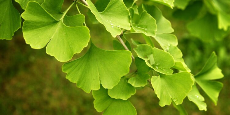 Hellgrüne Blätter des Ginkgo-Baumes