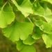 Hellgrüne Blätter des Ginkgo-Baumes