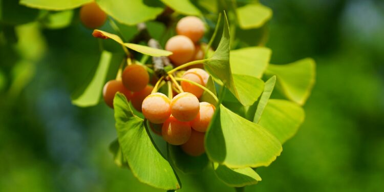 Gelbe kirschenähnliche Früchte des Ginkgo-Baumes