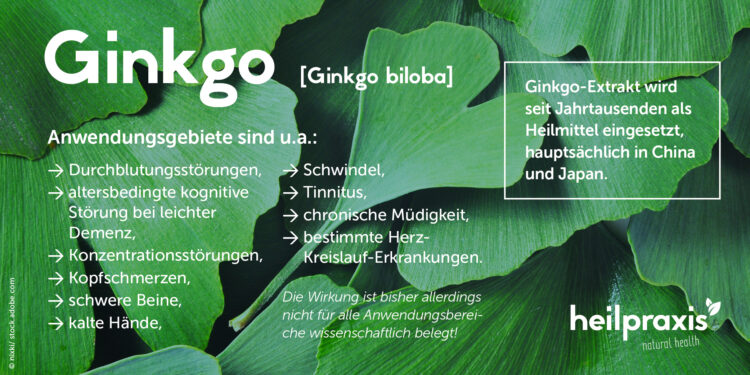 Übersichtsgrafik Ginkgo biloba mit den Hauptanwendungsgebieten