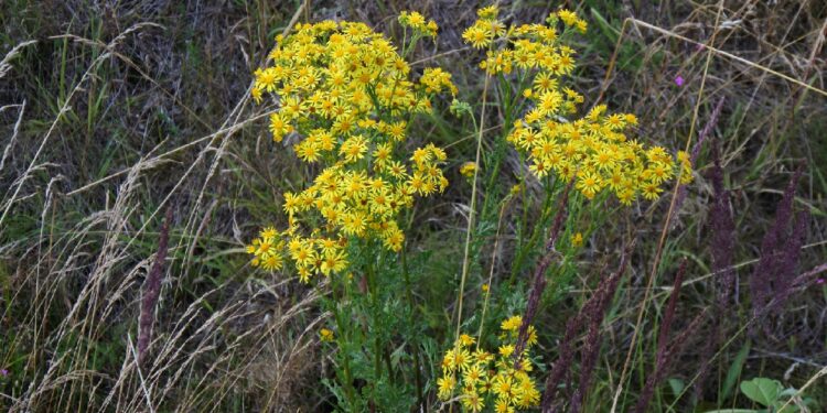 Jakobskreuzkraut mit gelben Blüten in freier Natur