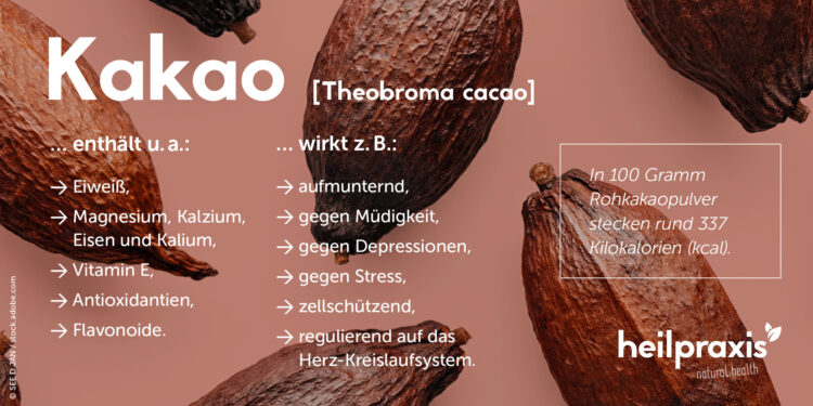Übersichtsgrafik zur Wirkung von Kakao