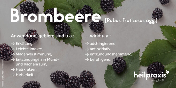 Übersicht Brombeere und Brumbeerblätter Anwendungsgebiete und Wirkungen