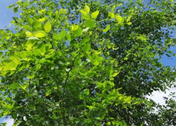 Aufnahme der Baumkrone von Dalbergia sissoo (Indischer Palisander)