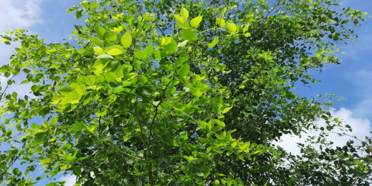 Aufnahme der Baumkrone von Dalbergia sissoo (Indischer Palisander)