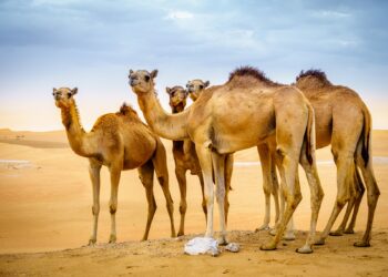 Welche Verbindung besteht zwischen einem für den Menschen äußerst gefährlichen Virus in Dromedaren und dem mittlerweile wohl überall bekannten Erreger des Coronavirus SARS-CoV-2? (Bild: Alexey Stiop/stock.adobe.com)