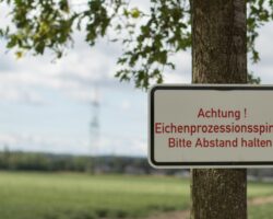 Schild mit Warnung vor Eichenprozessionsspinnern