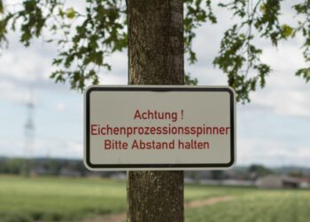 Schild mit Warnung vor Eichenprozessionsspinnern