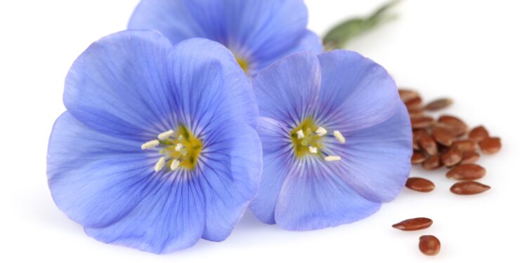 Blaue Flachsblüten und Leinsamen auf weißem Hintergrund