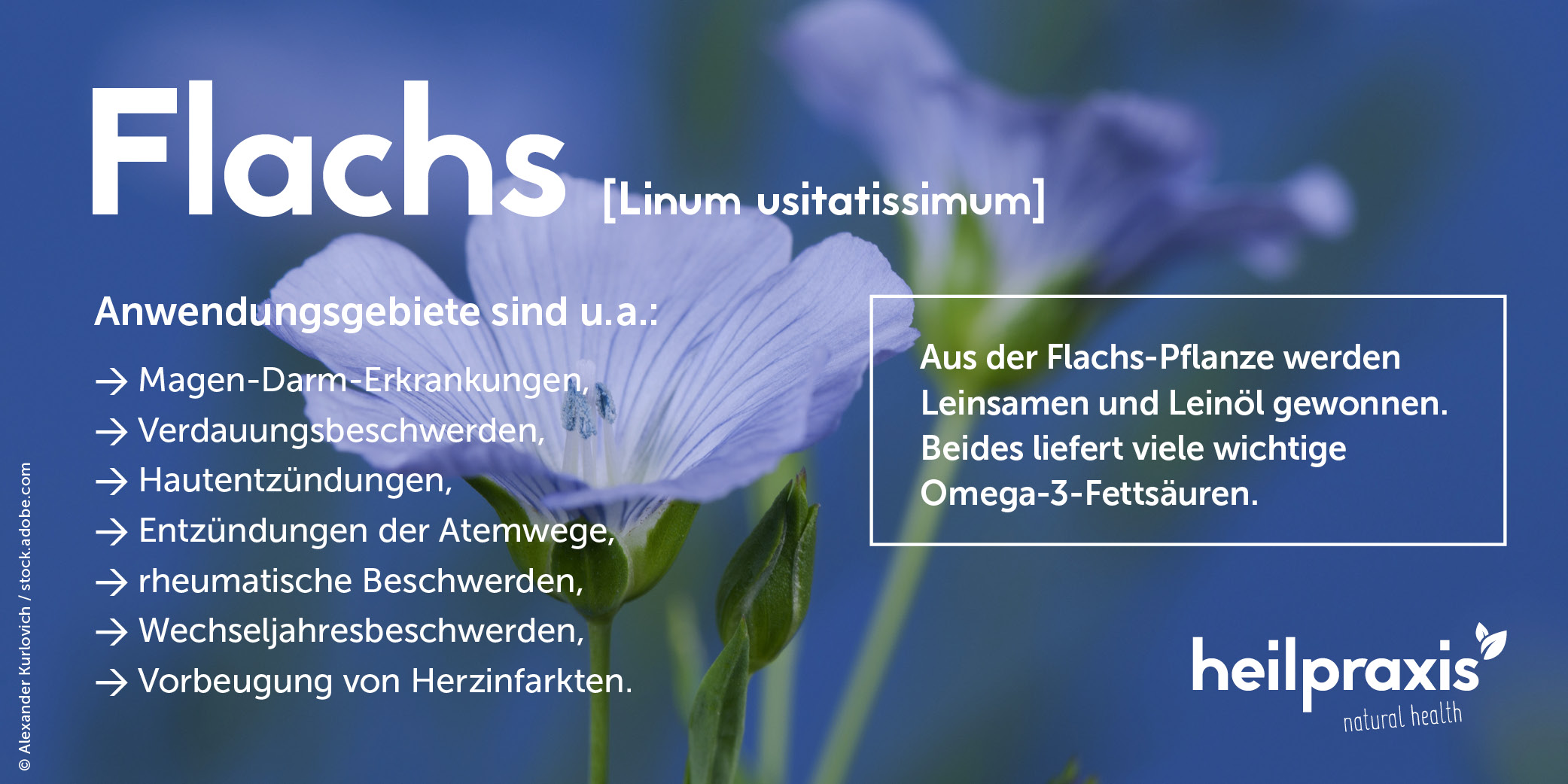 Flachs Abbildung Blüte und Liste Anwendungsgebiete