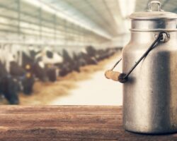 Milchkanne und volle Milchflasche mit Kuhstall im Hinetrgrund.