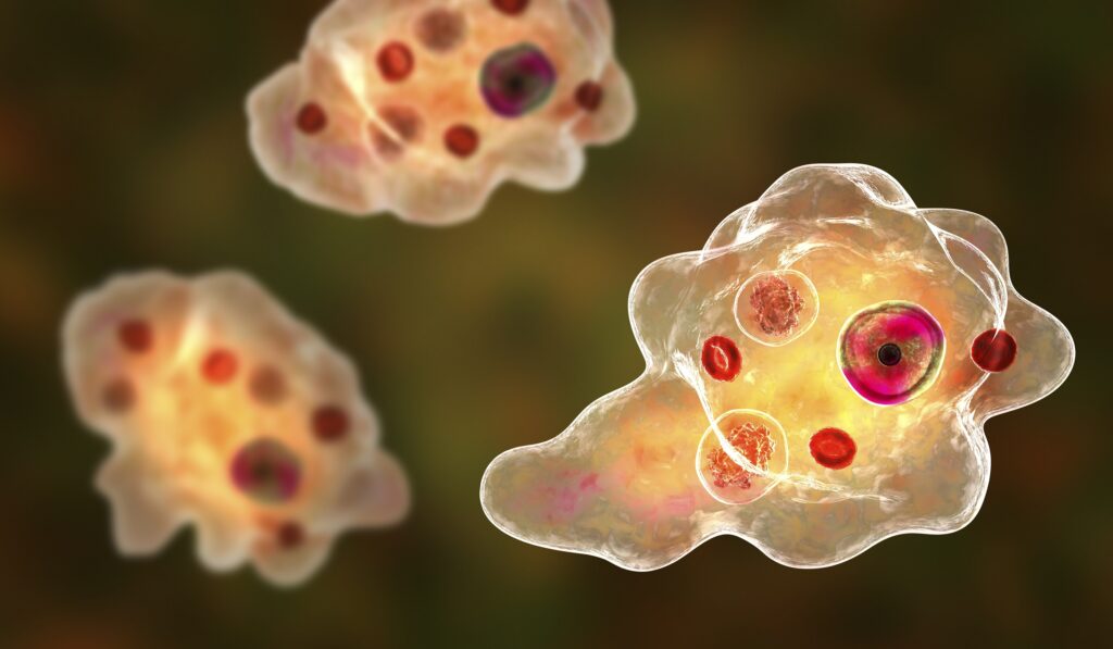 Grafische Darstellung der Amöbe Entamoeba gingivalis.