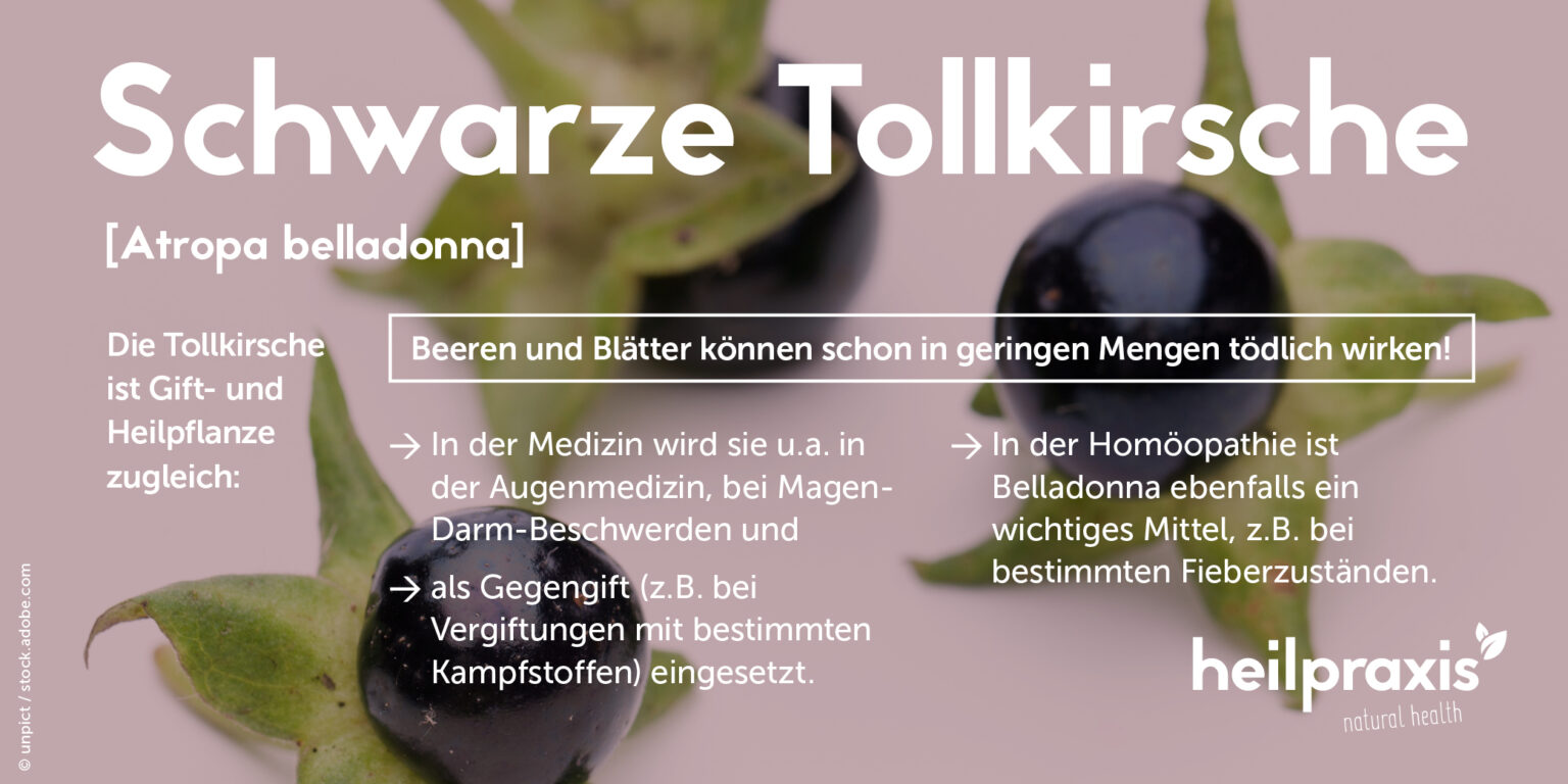 Gift Der Tollkirsche 7 Buchstaben Kreuzworträtsel www.heilpraxisnet.de