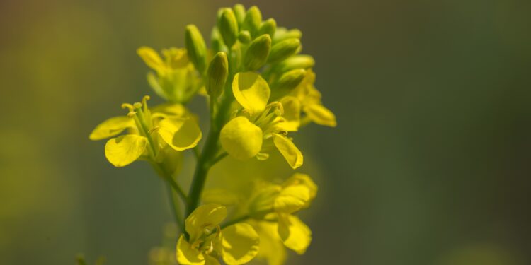 Gelbe Blüten des Schwarzen Senfs