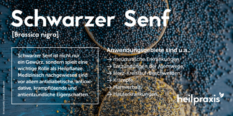 Wichtigste Wirkweisen und Anwendungsgebiete von Schwarzem Senf