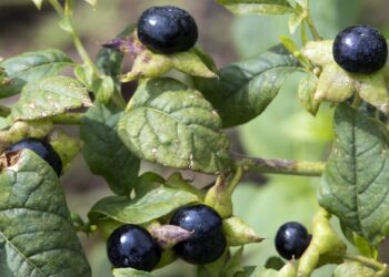 Schwarze Beeren und grüne Blätter der Schwarzen Tollkirsche Atropa belladonna