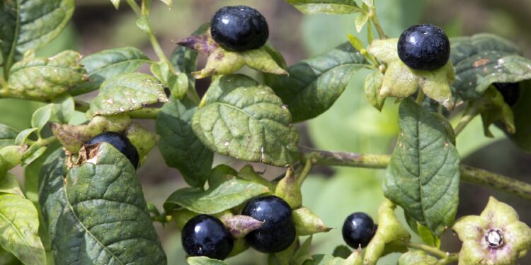 Schwarze Beeren und grüne Blätter der Schwarzen Tollkirsche Atropa belladonna