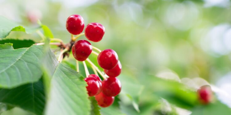 Rote Früchte und grüne Blätter der Vogelkirsche