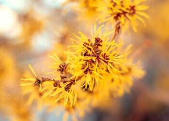 Gelbe Blüten am Zweig der virginischen Zaubernuss