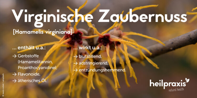 Zaubenuss Blüte mit Angabe Inhaltsstoffe und Wirkungen